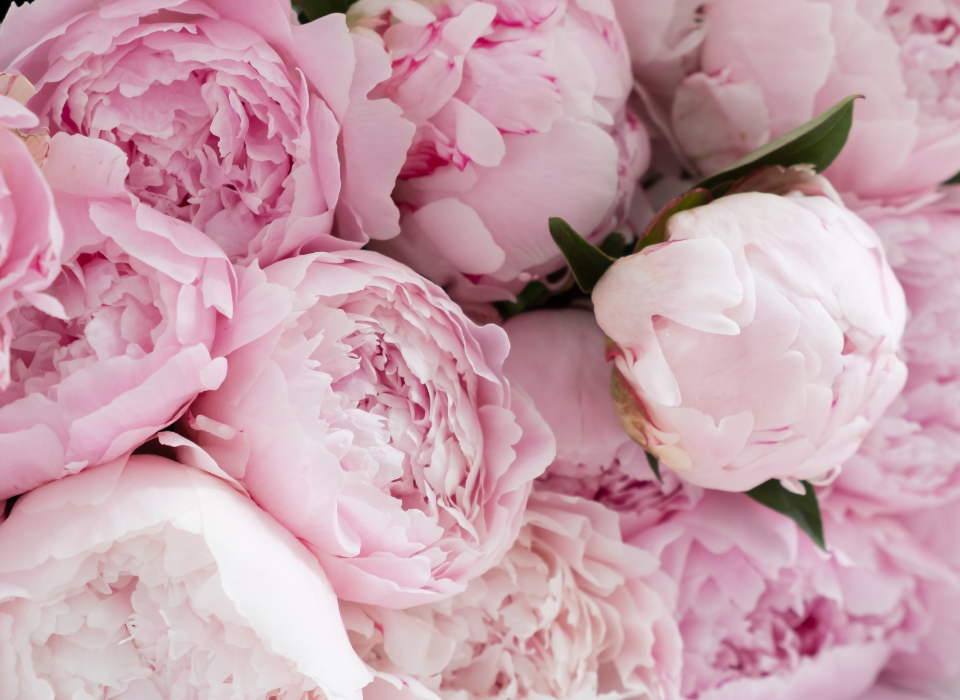 What Is November’s Birth Flower? Chrysanthemum and Peony Symbolism