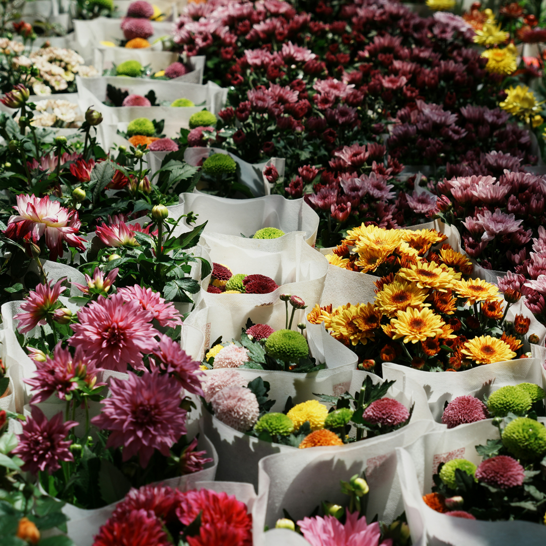 Seasonal Blooms at the LA Flower Market: What's in Bloom Each Season - Los Angeles Florist - Pink Clover