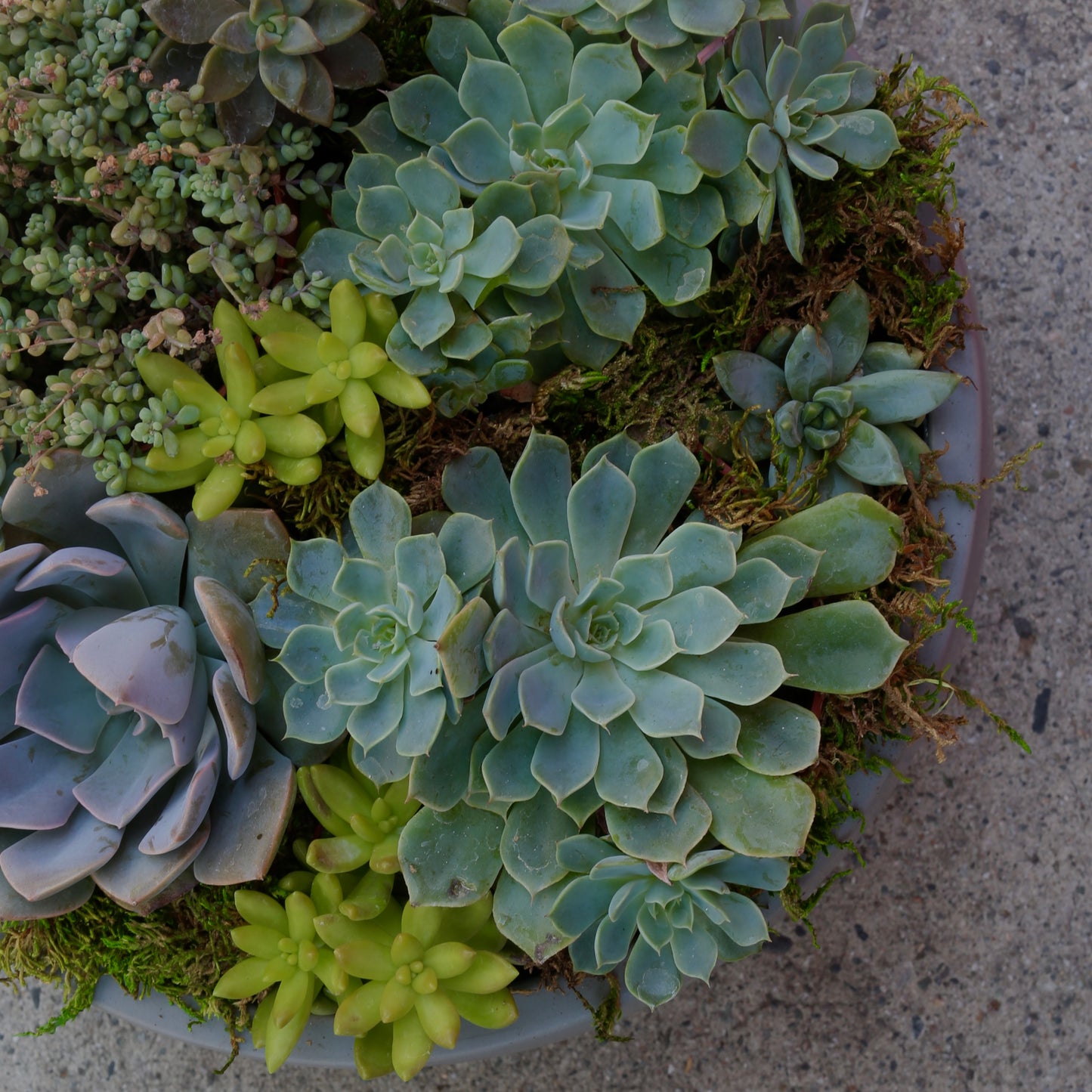 Green garden - Los Angeles Florist - Pink Clover