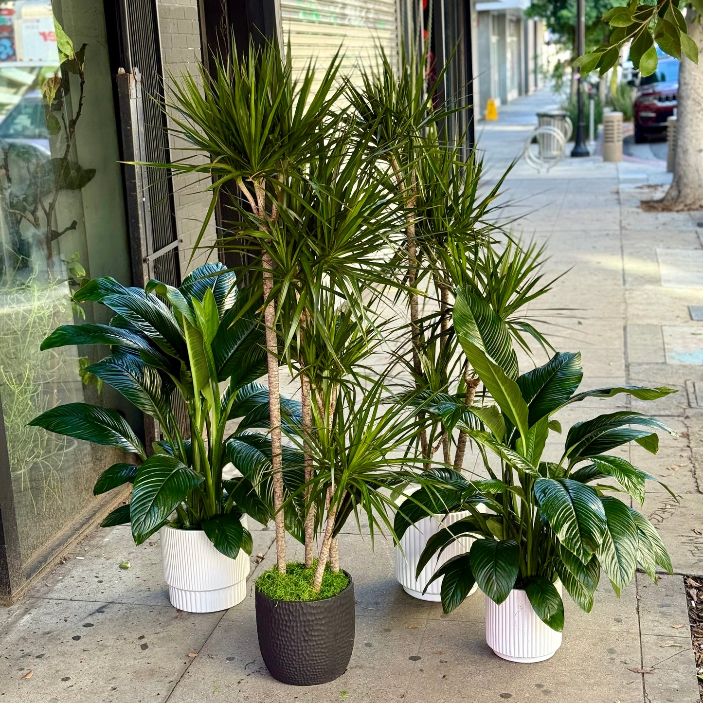 Dracaena marginata ‘Tricolor’