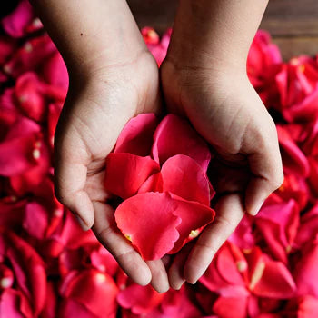 Fresh pink rose petals beautifully scattered, ideal for weddings, events or romantic occasions