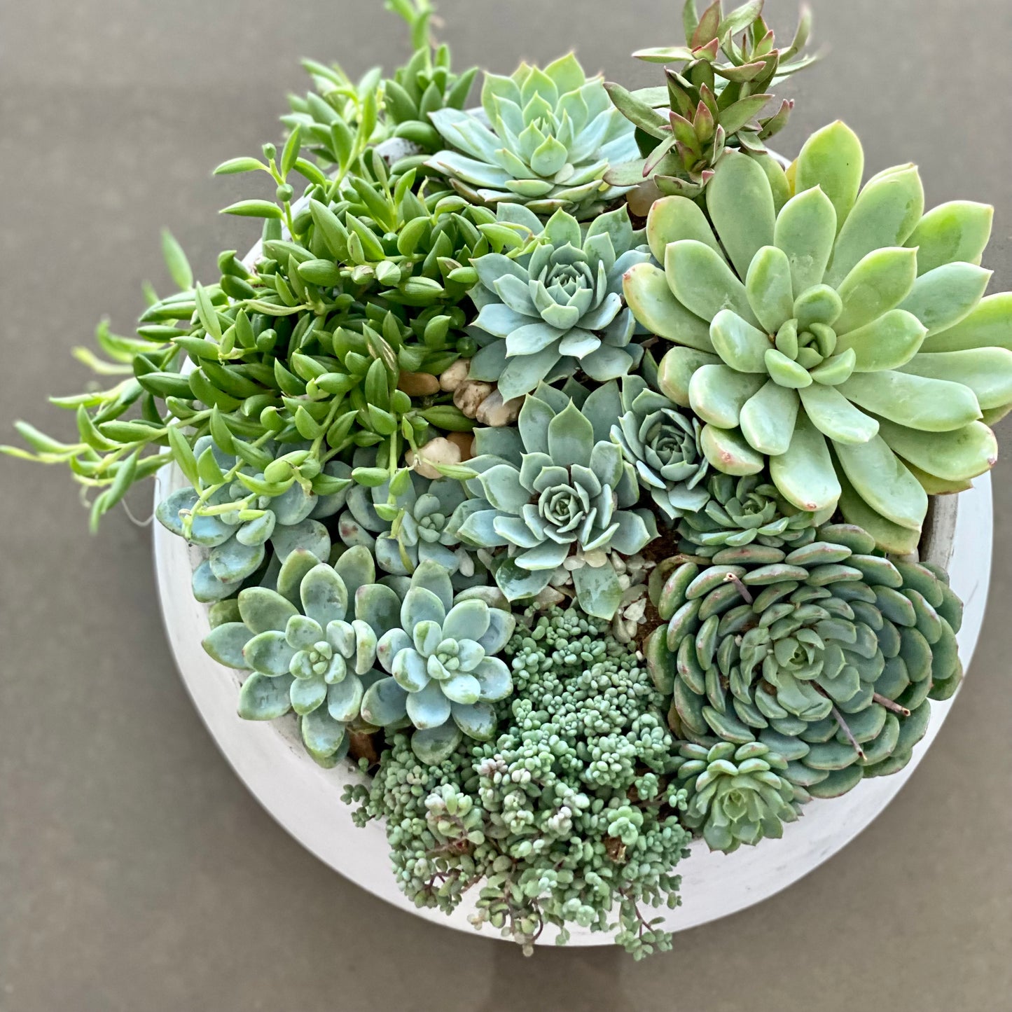 Green garden - Los Angeles Florist - Pink Clover