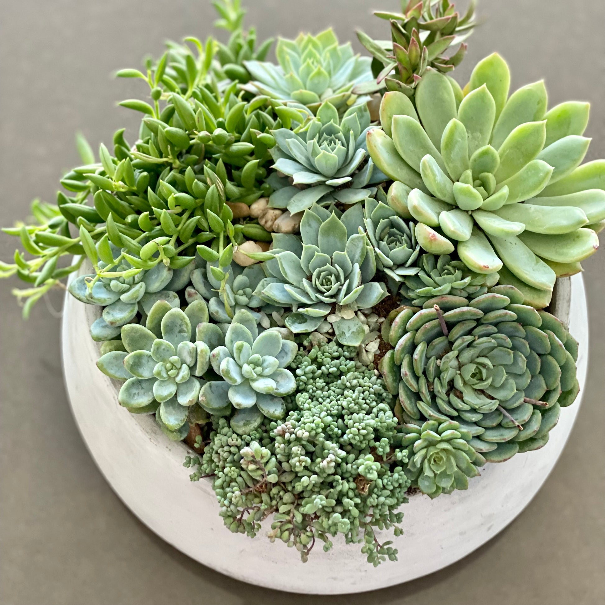 Green garden - Los Angeles Florist - Pink Clover