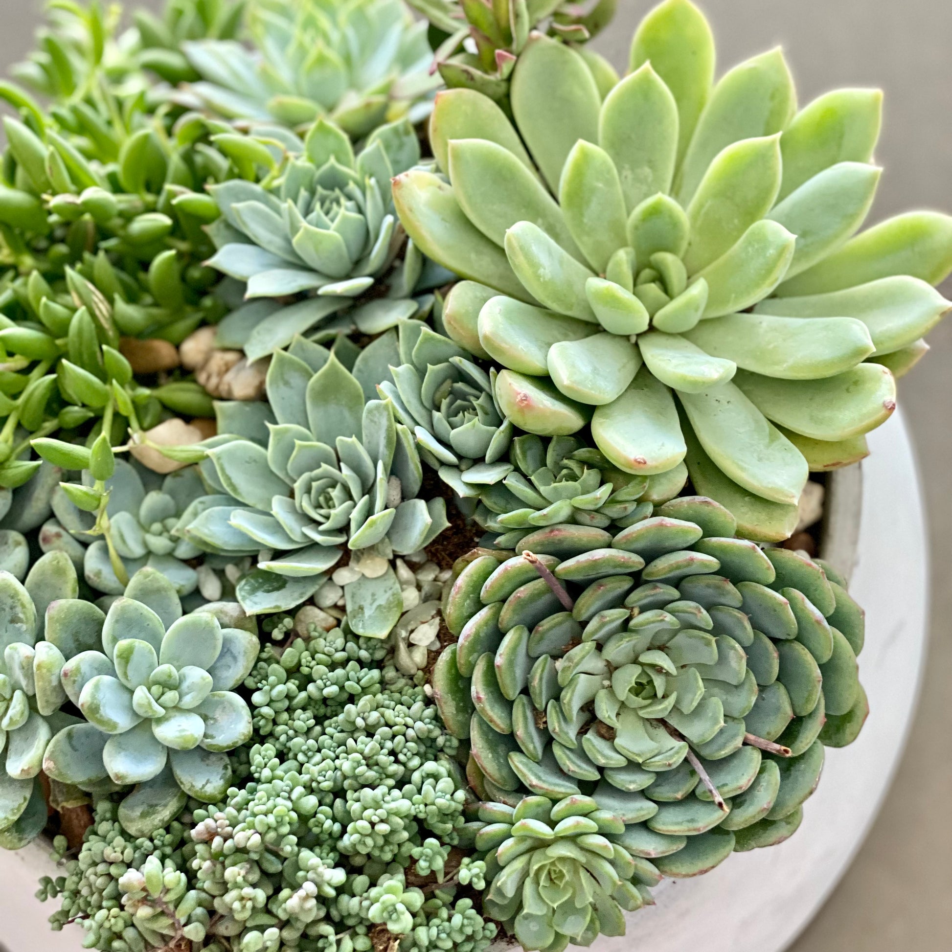 Green garden - Los Angeles Florist - Pink Clover