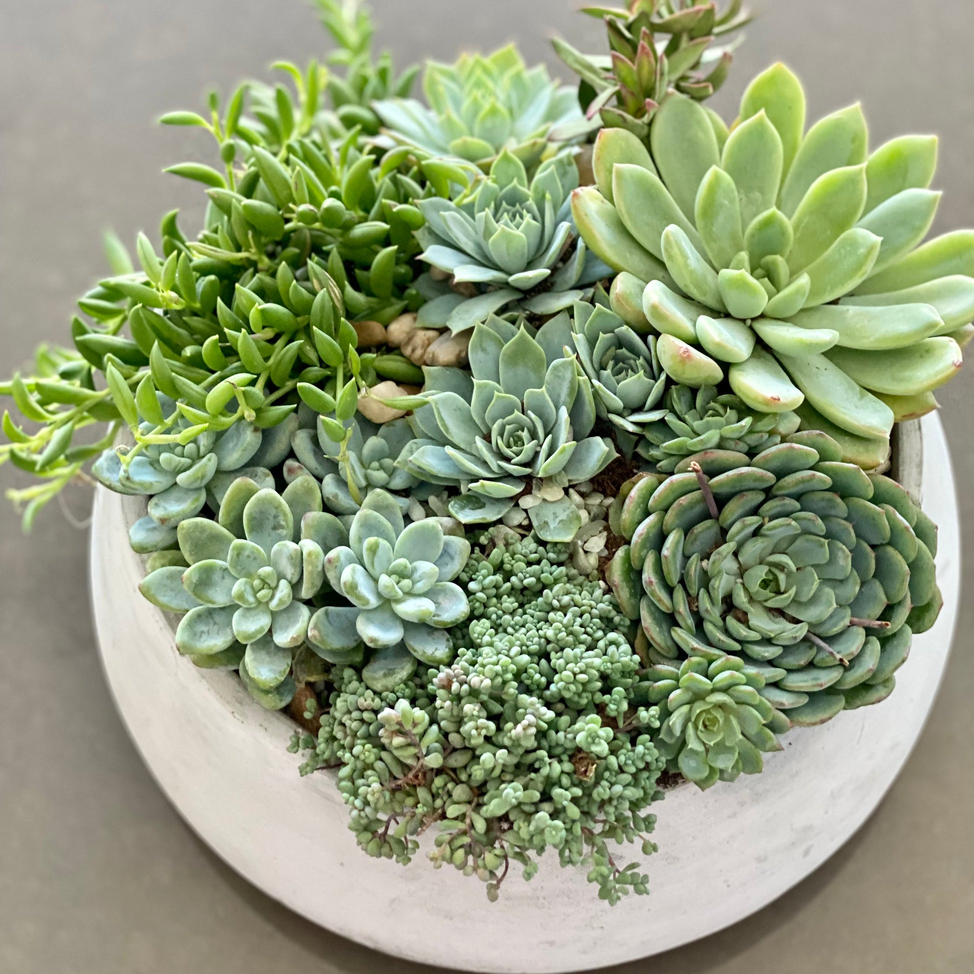 Green garden - Los Angeles Florist - Pink Clover