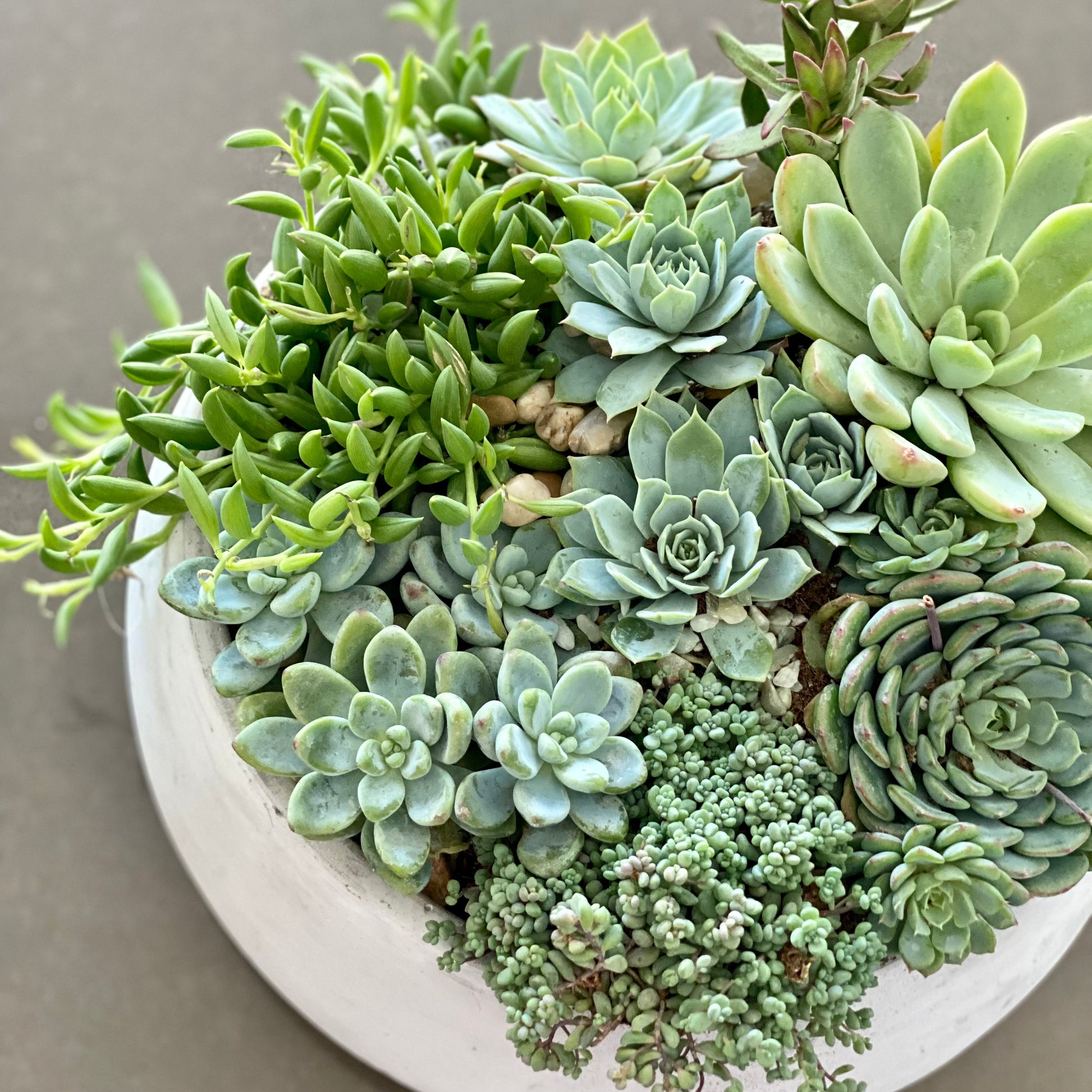 Green garden - Los Angeles Florist - Pink Clover
