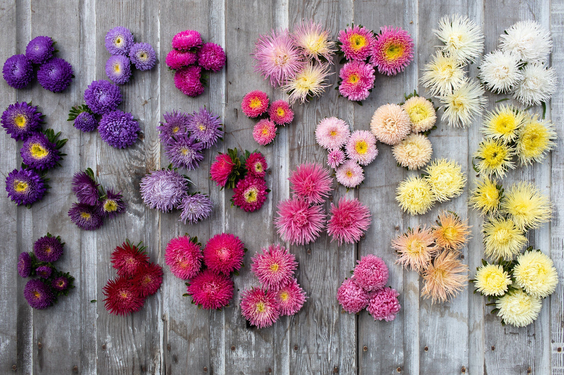 What Is September’s Birth Flower?
