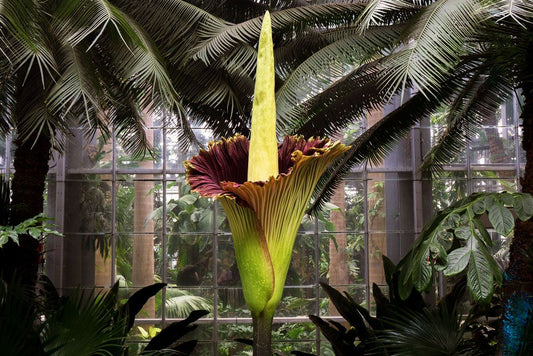 The Corpse Flower: The Largest Flower on Earth