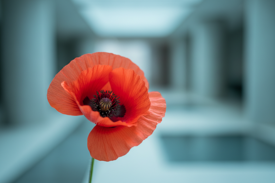 August Birth Flower: Gladiolus & Poppy Meaning