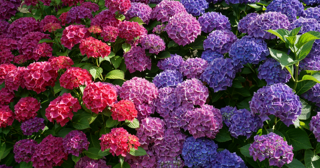 How to Grow Hydrangeas? A Complete Guide for Healthy Blooms - Los Angeles Florist - Pink Clover