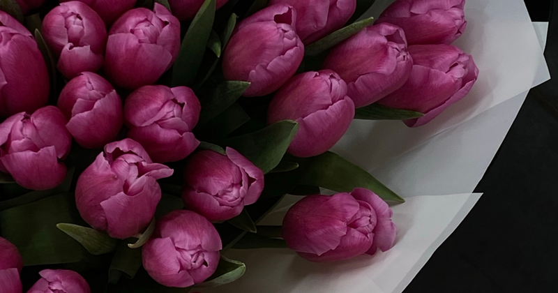The Language of Flowers: Symbolism of Tulips, Dahlias and More - Los Angeles Florist - Pink Clover
