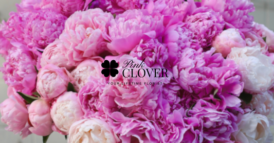 Why Pink Clover Flowers Stands Above the Rest