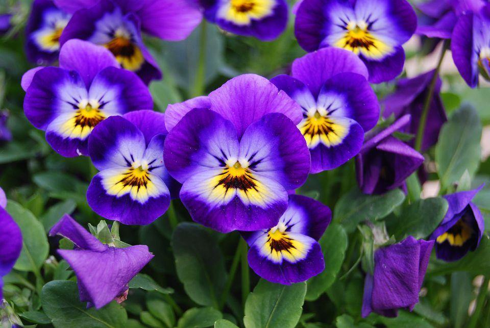 February birth flowers: Iris, violet or primrose - Los Angeles Florist - Pink Clover