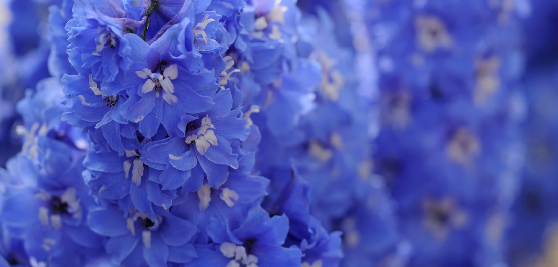 What Is July’s Birth Flower? Larkspur and Water Lily Meanings and Symbolism