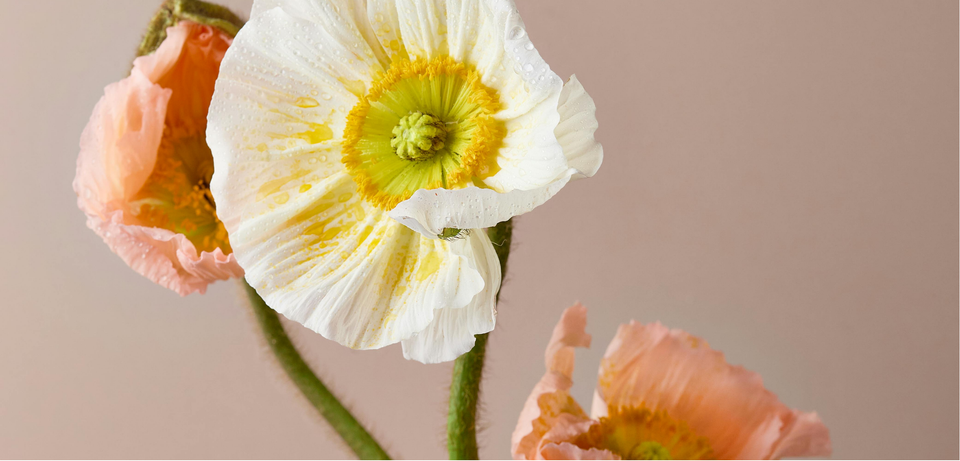 What Is August’s Birth Flower? Gladiolus and Poppy Symbolism
