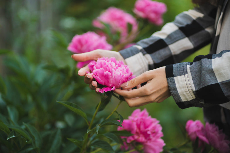 Embracing Sustainability - Los Angeles Florist - Pink Clover
