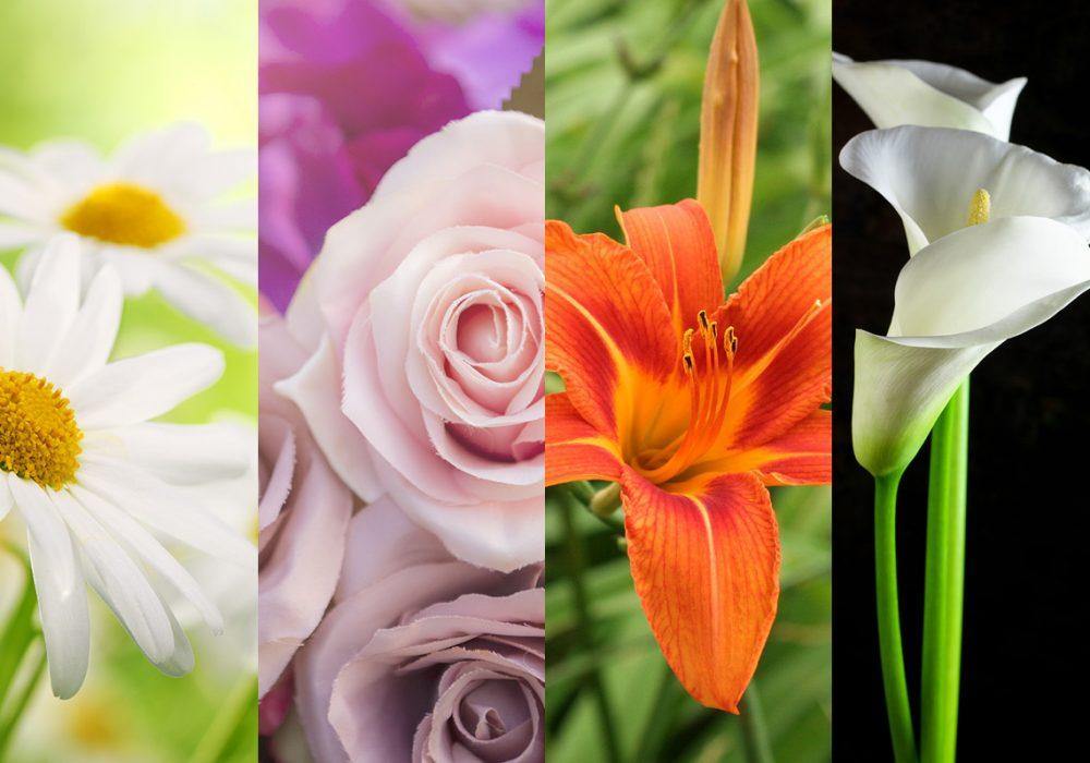 Tell Me What Is Your Favorite Flower And I Tell Who You Are - Los Angeles Florist - Pink Clover