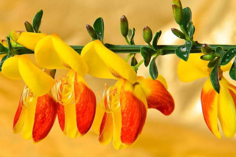 The Killing Beauty: The Most Dangerous Flowers on the Planet - Los Angeles Florist - Pink Clover