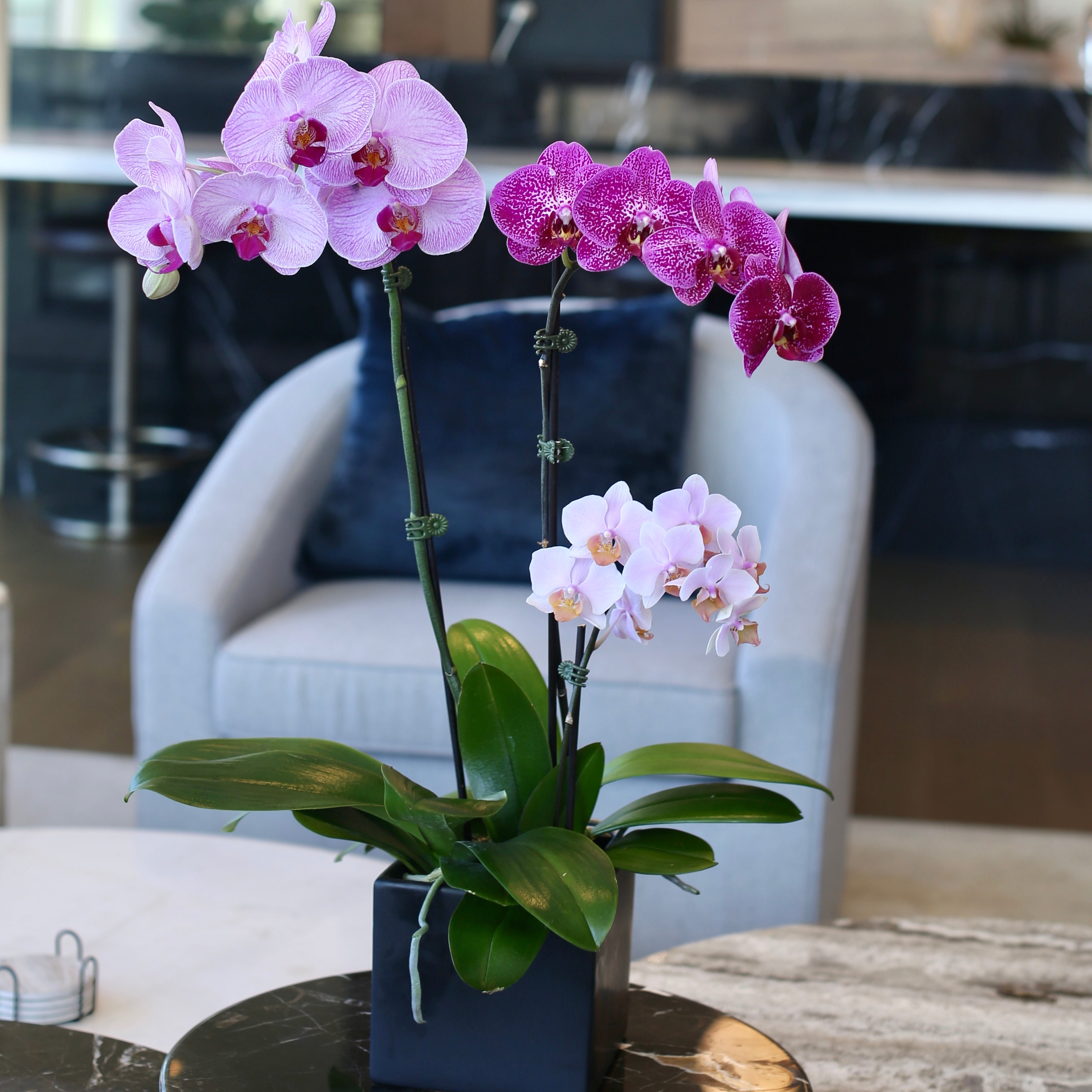 Orchids | Los Angeles Florist - Pink Clover