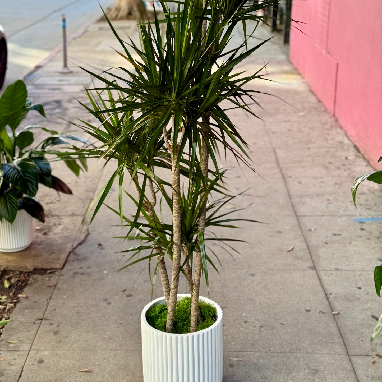 Dracaena marginata ‘Tricolor’