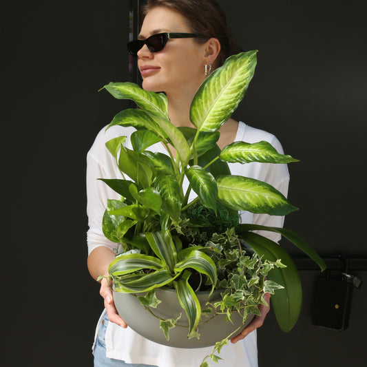 Plant mix - Los Angeles Florist - Pink Clover