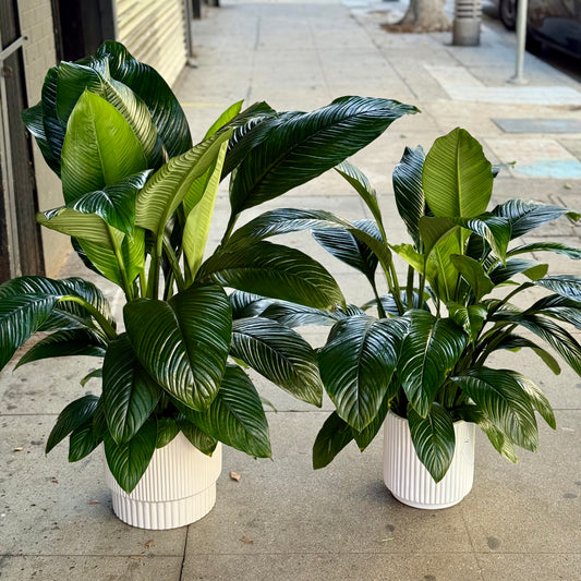 Spathiphyllum ‘Sensation’