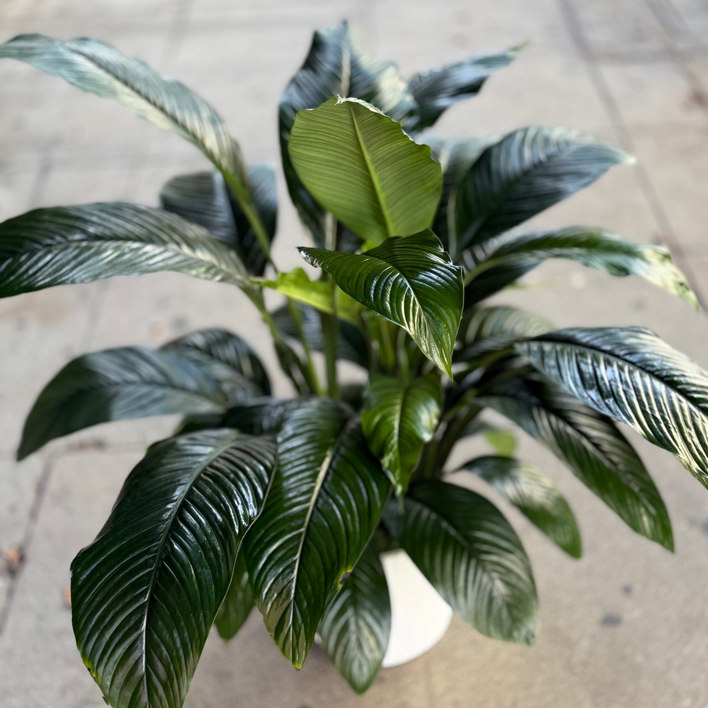 Spathiphyllum ‘Sensation’