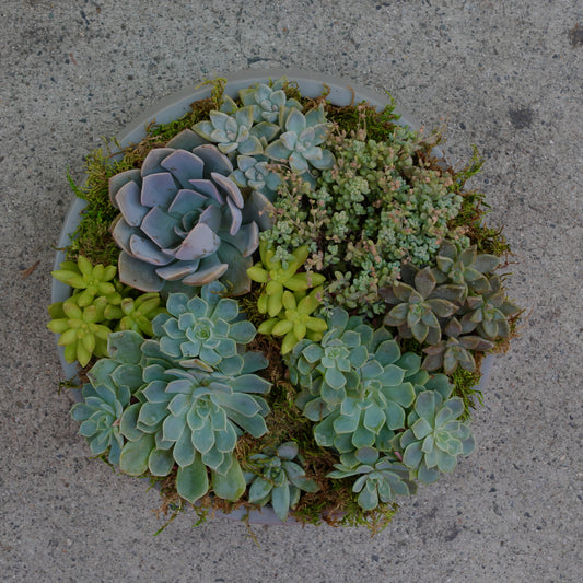 Green garden - Los Angeles Florist - Pink Clover