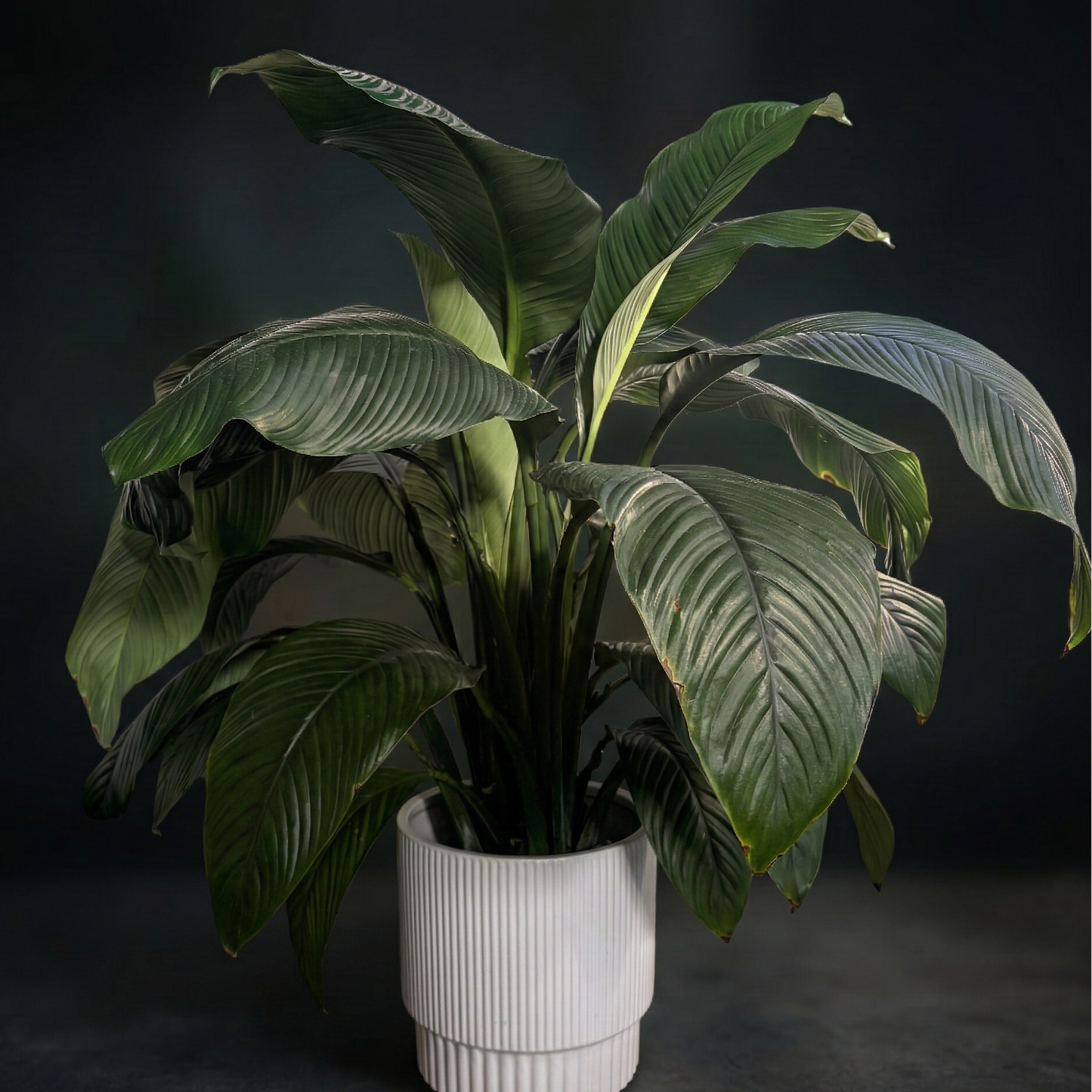 Peace Lily