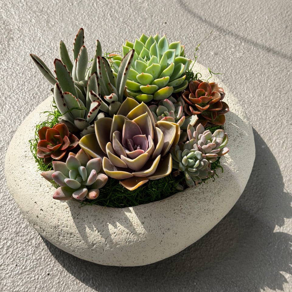 Succulent Garden