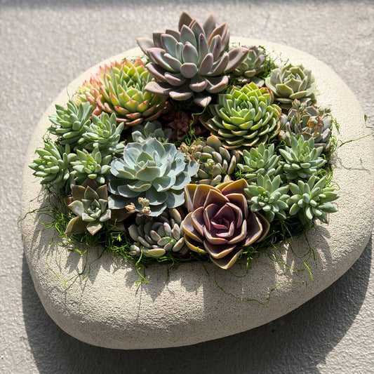 Medium Succulent Garden