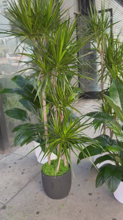 Spathiphyllum ‘Sensation’